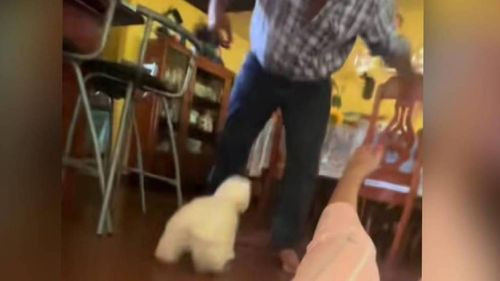 Perro pequeño defiende a su dueña y se convierte en héroe viral