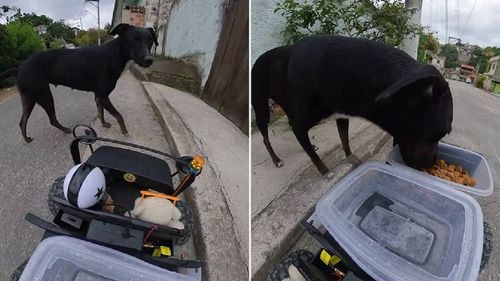 Innovador carrito alimenta a perros callejeros y gana aplausos en redes sociales