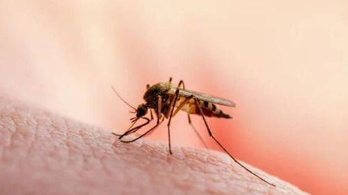 Reportan primer caso de leishmaniasis en un niño de 6 años en Cochabamba