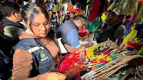 En Cochabamba decomisan trajes de Tobas y Suri Sicuris elaborados con más de 181 plumas reales