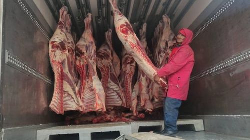  EMAPA inicia la venta de carne de res a Bs 34 el kilo gancho para minoristas de La Paz y El Alto