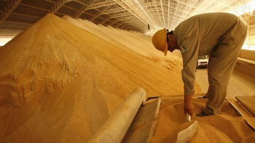 Anapo proyecta un récord en producción de soya de más de 2.3 millones de toneladas