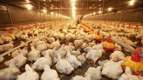 Industria avícola está en riesgo por escasez de soya, dólares y diésel