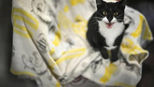 El abandono de mascotas se dispara en el Reino Unido debido a la inflación