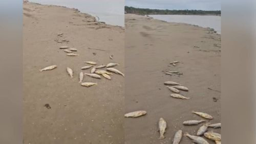 Pescadores hallan gran cantidad de peces muertos en Río Grande