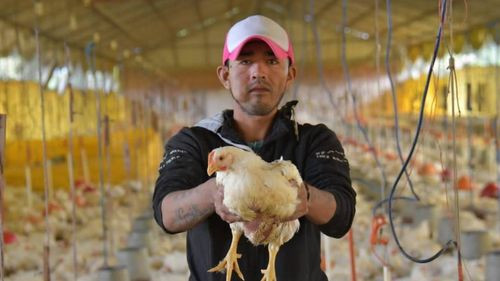 Granjas avícolas en crisis: bloqueos obligan a vender pollos antes de tiempo