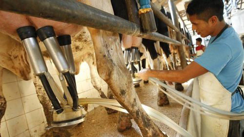 La producción lechera en Cochabamba cae un 50% e insumos se agotarán en 15 días