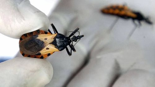 En campaña contra el chagas este sábado en la Manzana Uno