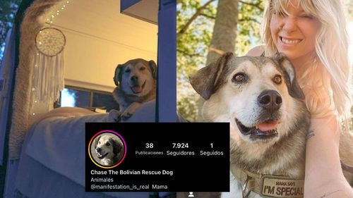 Chase, el perrito de las Calles de Sucre, que ahora tiene su hogar en EEUU