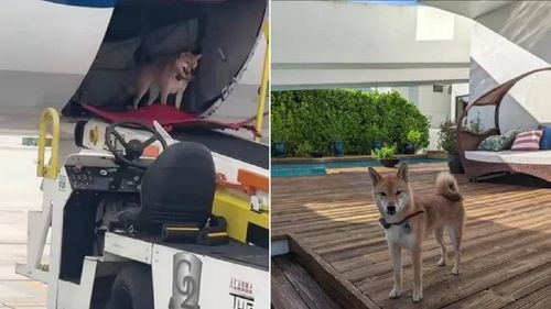 Perro se Escapa de su Jaula en Pleno Vuelo, Dejando a los Trabajadores de la Aerolínea Asombrados