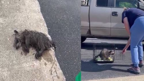 Una enfermera reanima a un mapache con RCP en un estacionamiento de Kentucky