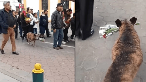 El emotivo gesto de una perrita  llevando un ramo de flores durante un cortejo fúnebre