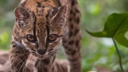 Descubren en Bolivia al "Gato Tilcayo", una nueva especie de felino silvestre
