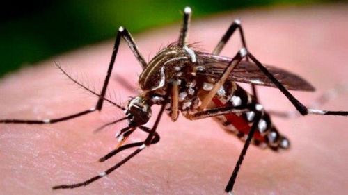 Una niña de 8 años fallece por dengue en Tarija