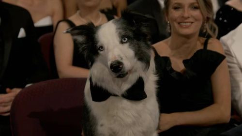 ¡Messi, el perro sensación de &#039;Anatomía de una Caída&#039;, se roba el show en los Oscars!