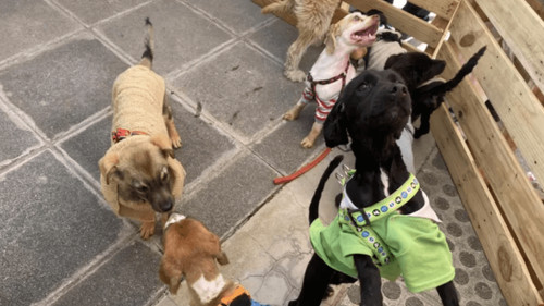 Jornadas de adopción de mascotas en La Paz