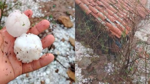 Granizada daña cultivos y mata animales en tres comunidades de Padilla