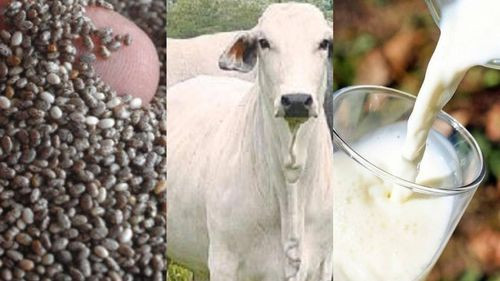 Comisión técnica de China y Chile llegó a Bolivia para la compra de chía, carne y leche: Gobierno gestiona nuevos mercados de exportación