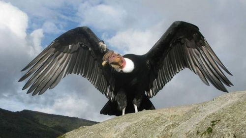 Legislan la protección y conservación del cóndor en una zona de Tarija