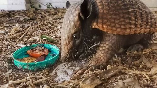 Ministerio de medio ambiente y veterinarios voluntarios refuerzan trabajos de rescate  a fauna silvestre