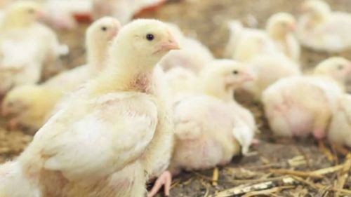 Avicultores critican nuevas medidas del gobierno y señalan a Emapa por especulación