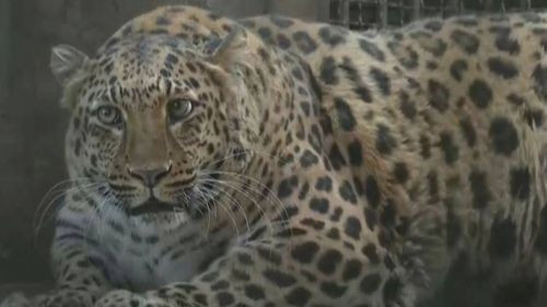 Veterinarios de un zoológico en China implementan dieta para leopardo estrella debido a su sobrepeso
