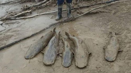 Imagen de La mortandad de peces en Río Grande apunta a las bajas temperaturas