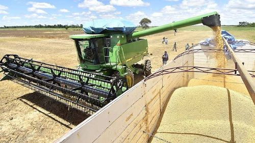 Gobierno desmiente escasez de harina de soya y destaca aumento de suministro en 456,000 toneladas