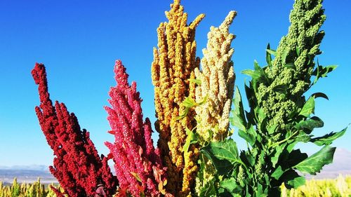 Bolivia posee la quinua con mayores nutrientes 