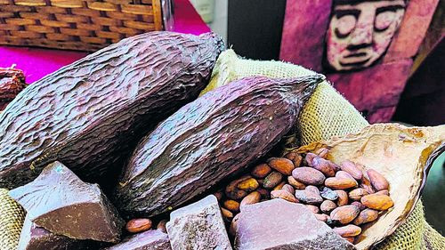 Bolivia busca consolidar su cacao premium con mayor valor agregado