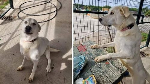 Pandora, la Perrita Leal que Conmovió a las Redes al Esperar a sus Dueños Abandonados