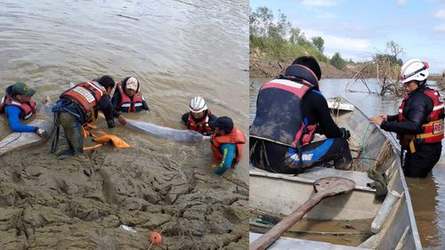 Rescatan exitosamente  a 24 bufeos atrapados  en posas de agua