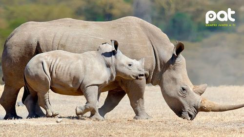 Sudáfrica inyecta material radiactivo en cuernos de rinocerontes para frenar la caza furtiva