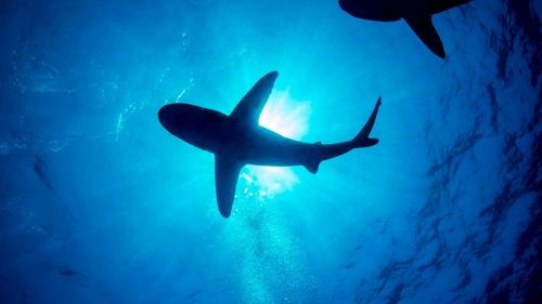 Estudio revela que New Smyrna Beach en Florida es una de las Playas más riesgosas por ataques de tiburones en EE. UU.