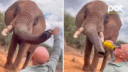Turista europeo causa indignación en Kenia al dar cerveza a un elefante