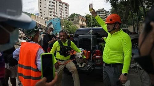 Imagen de Tsunami y los perros rescatistas devuelven la esperanza en Venezuela