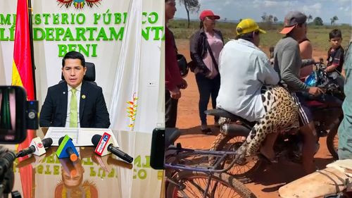 Investigan biocidio de un jaguar en Guayaramerín