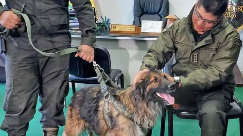 Imagen de Rex, el “perrito desbloqueador”, será ascendido a sargento de la Policía y recibe entrenamiento