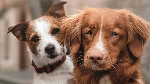 Imagen de Pofoma recomienda cómo proteger a las mascotas de la pirotecnia