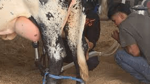 Agropecruz 2026 define a su vaca campeona en el concurso lechero