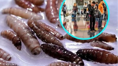 Imagen de Detectan primer caso humano de parásito “come-carne” en EE.UU.