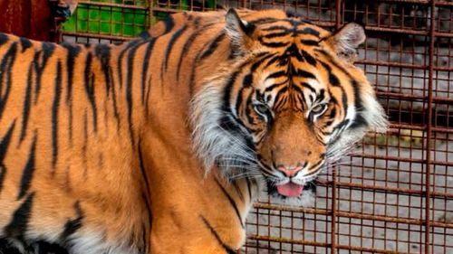 Zoológico danés desata polémica al pedir mascotas vivas como alimento para depredadores