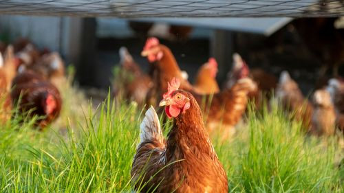 Brasil registra primer brote de gripe aviar altamente patógena en una granja comercial