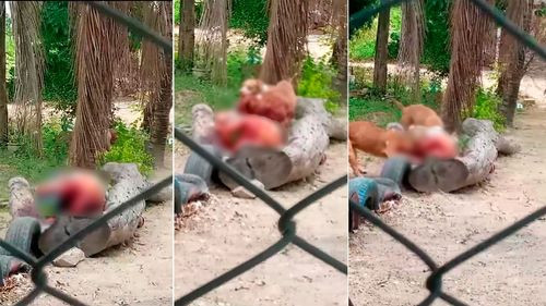 Ataque mortal de Pitbulls en el Plan 3000: Persona pierde la vida y autoridades intervienen