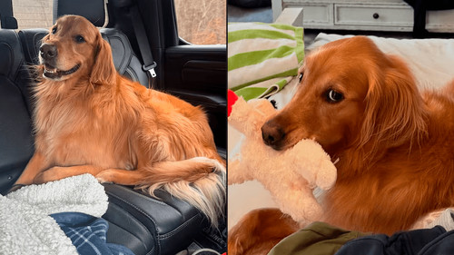 Teddy y su dueño recaudan 400 mil dólares para animales afectados por incendios