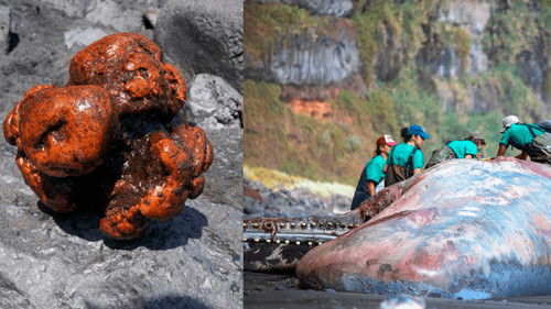 Descubren piedra valiosa de US$500.000 en un cachalote muerto en España