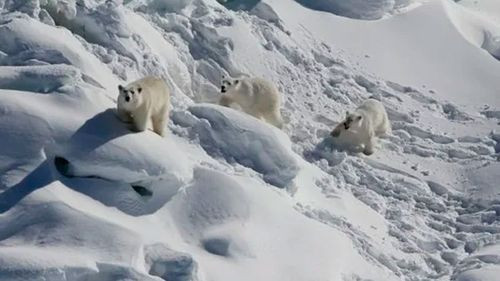 Cambios en el comportamiento de los Osos Polares en Groenlandia debido al cambio climático