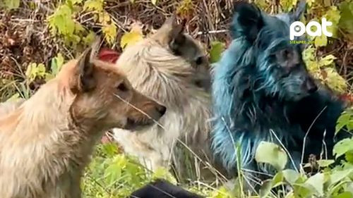 Misterio en Chernobyl: encontraron perros con pelaje azul cerca de la planta nuclear Misterio en Chernobyl: encontraron perros con pelaje azul cerca de la planta nuclear