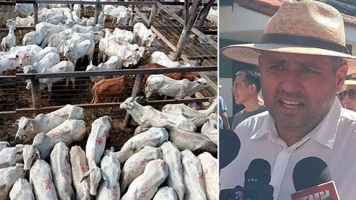 Ganaderos solicitan reactivar exportaciones ante excedente de carne