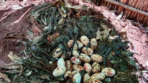 Descubrimiento de huevos de cocodrilo siamés revitaliza esfuerzos de conservación en Camboya